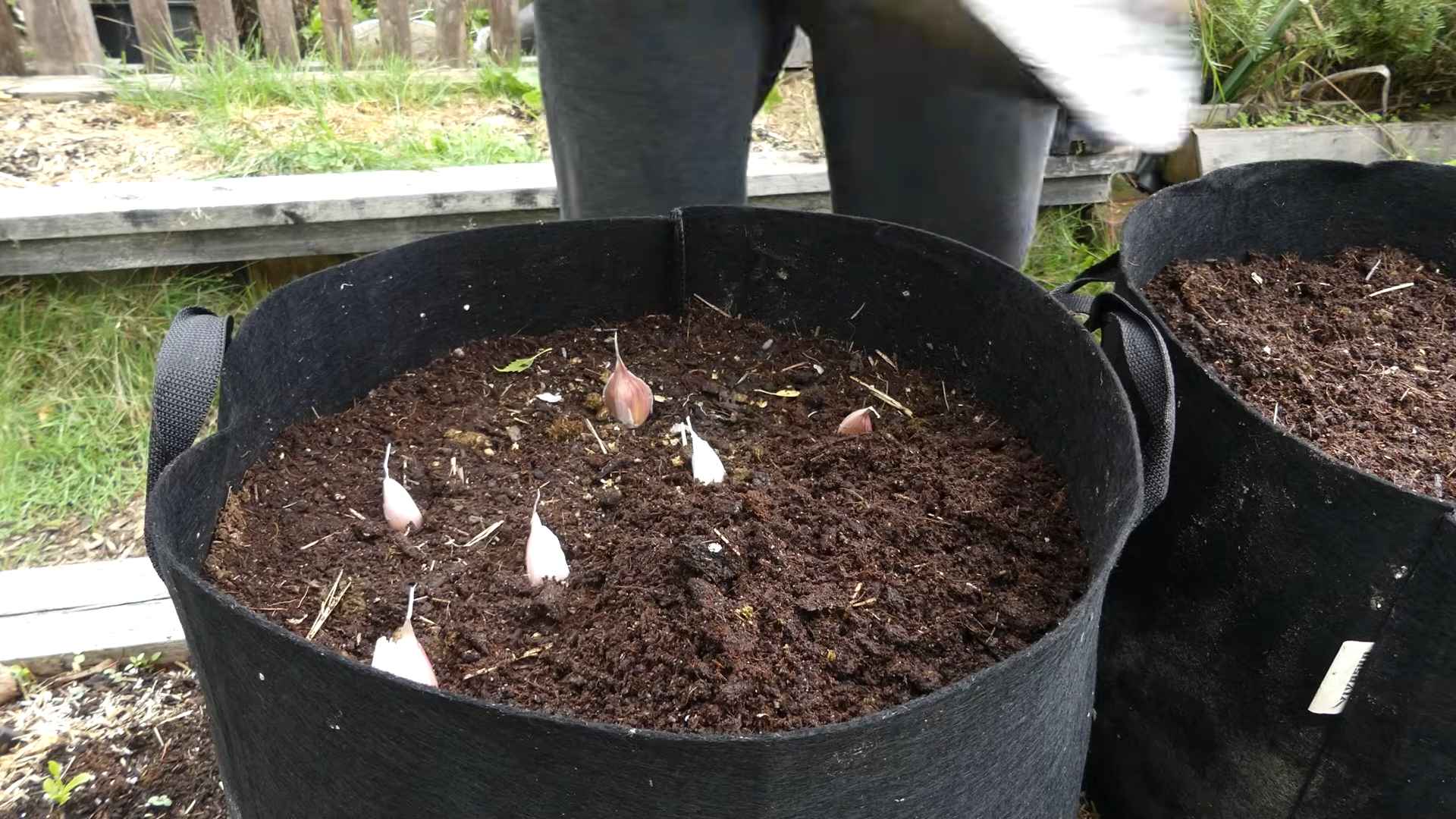 Planting Garlic at Home
