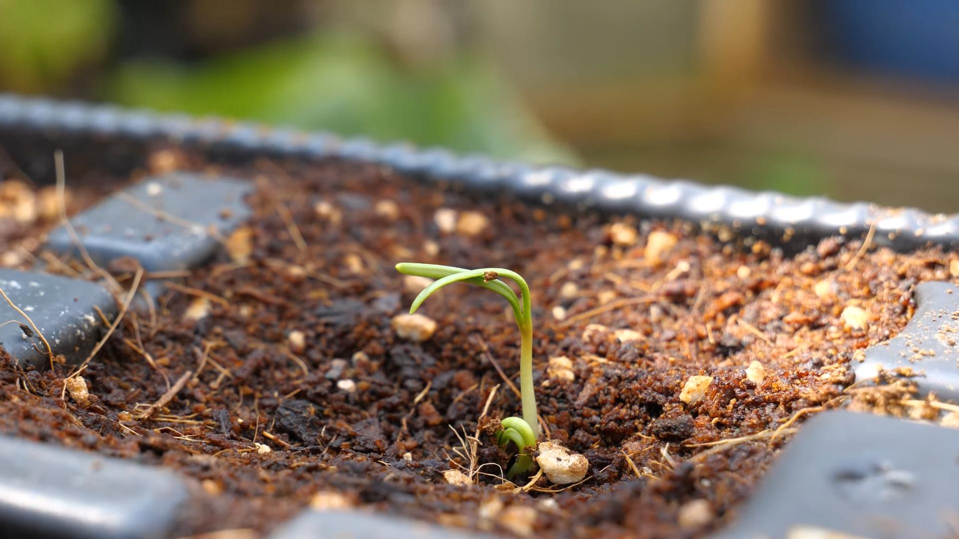Pot Grown Spinach