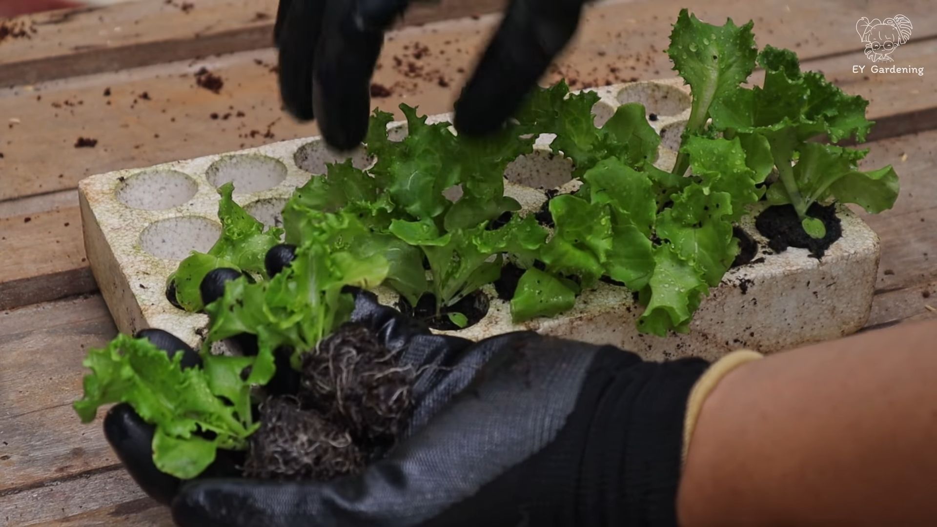 Growing Lettuce No Garden