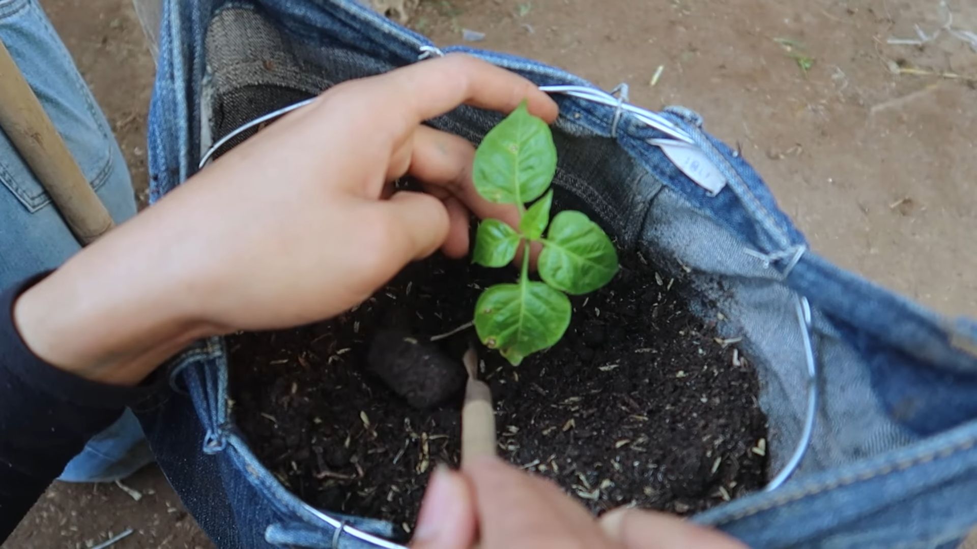Denim for Pepper Plants