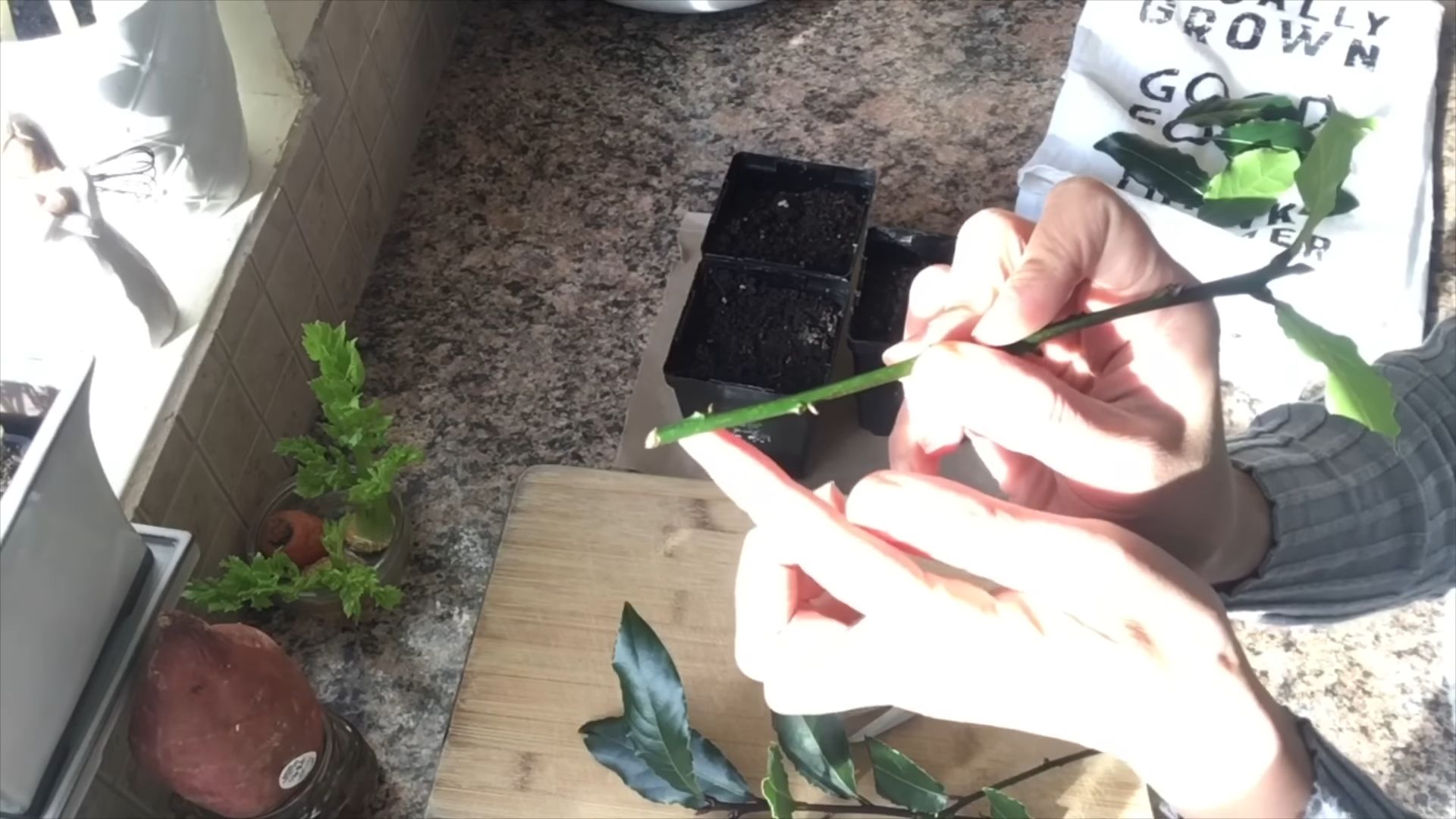 Bay Leaf Propagation Cuttings
