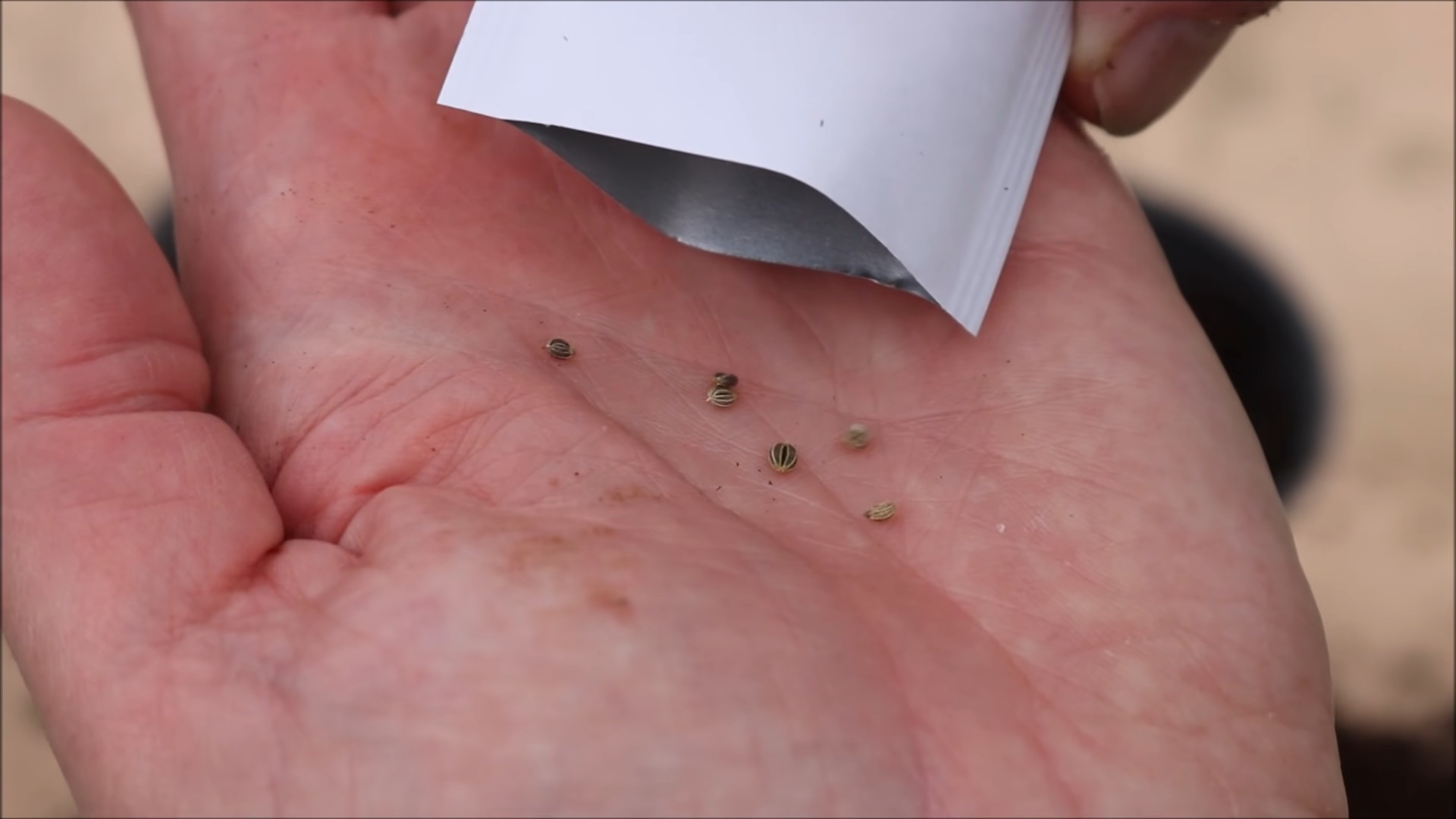 Grow Parsley Indoors