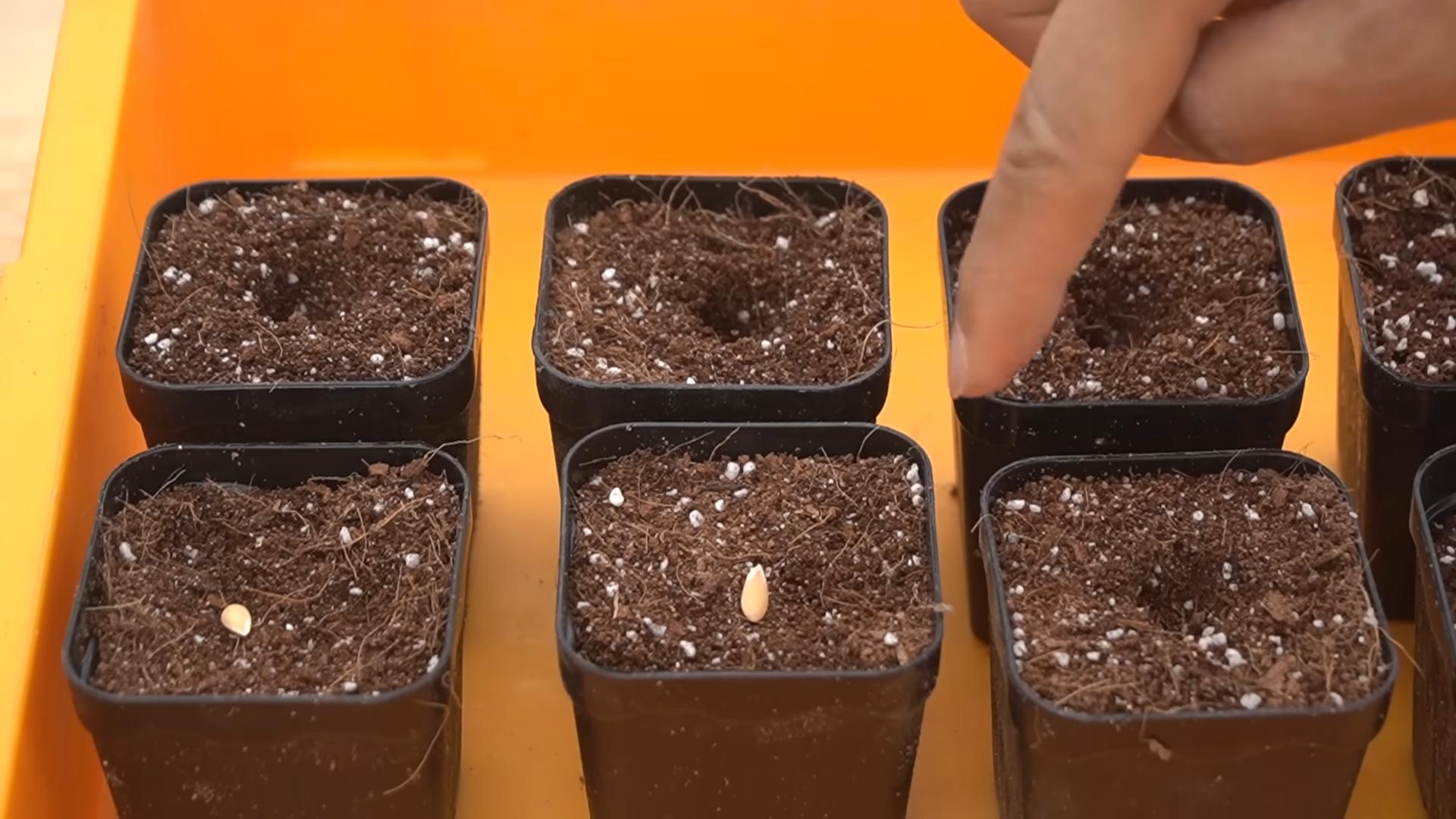 Home Garden Melon Cultivation