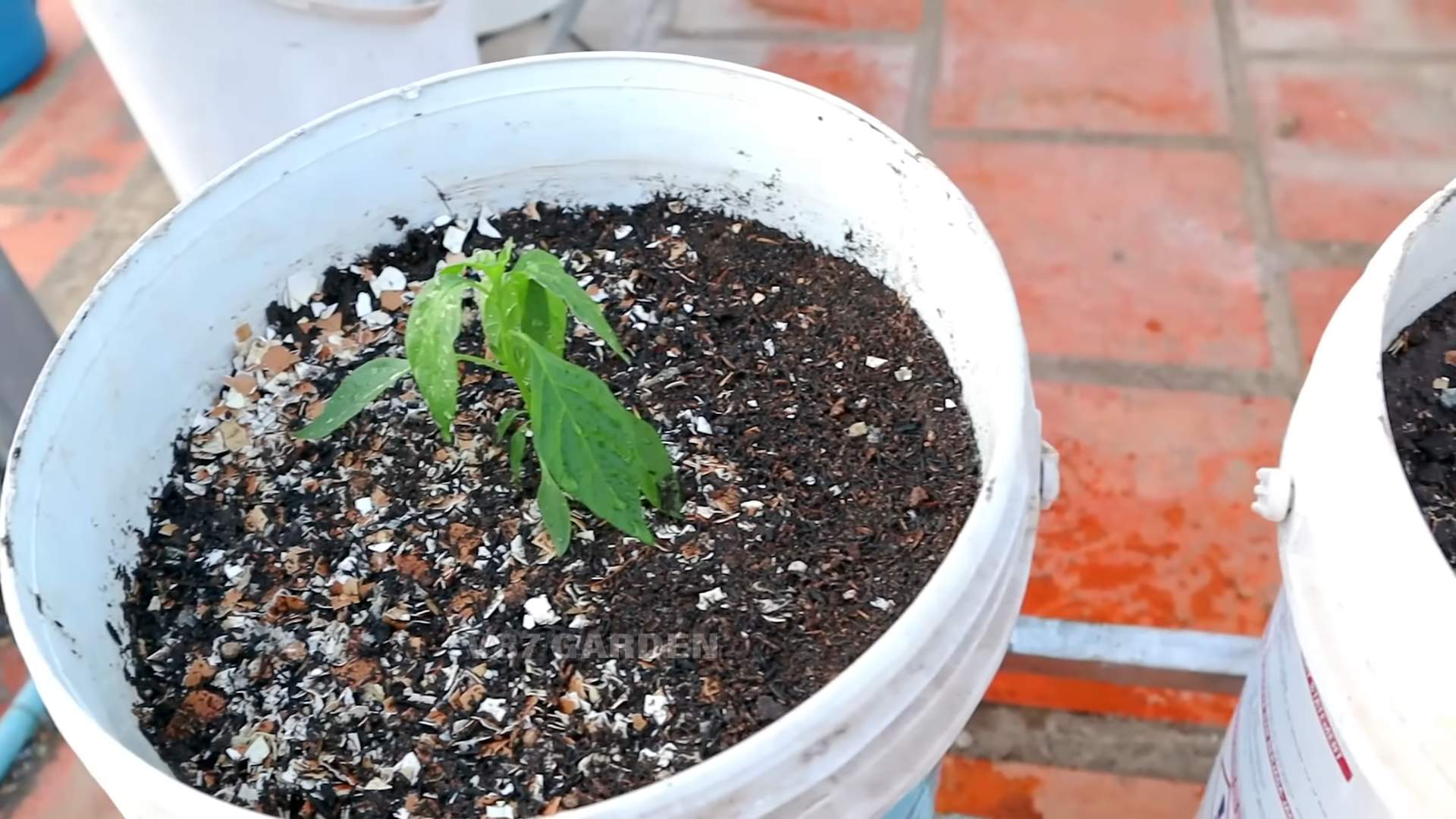 Container chili plants