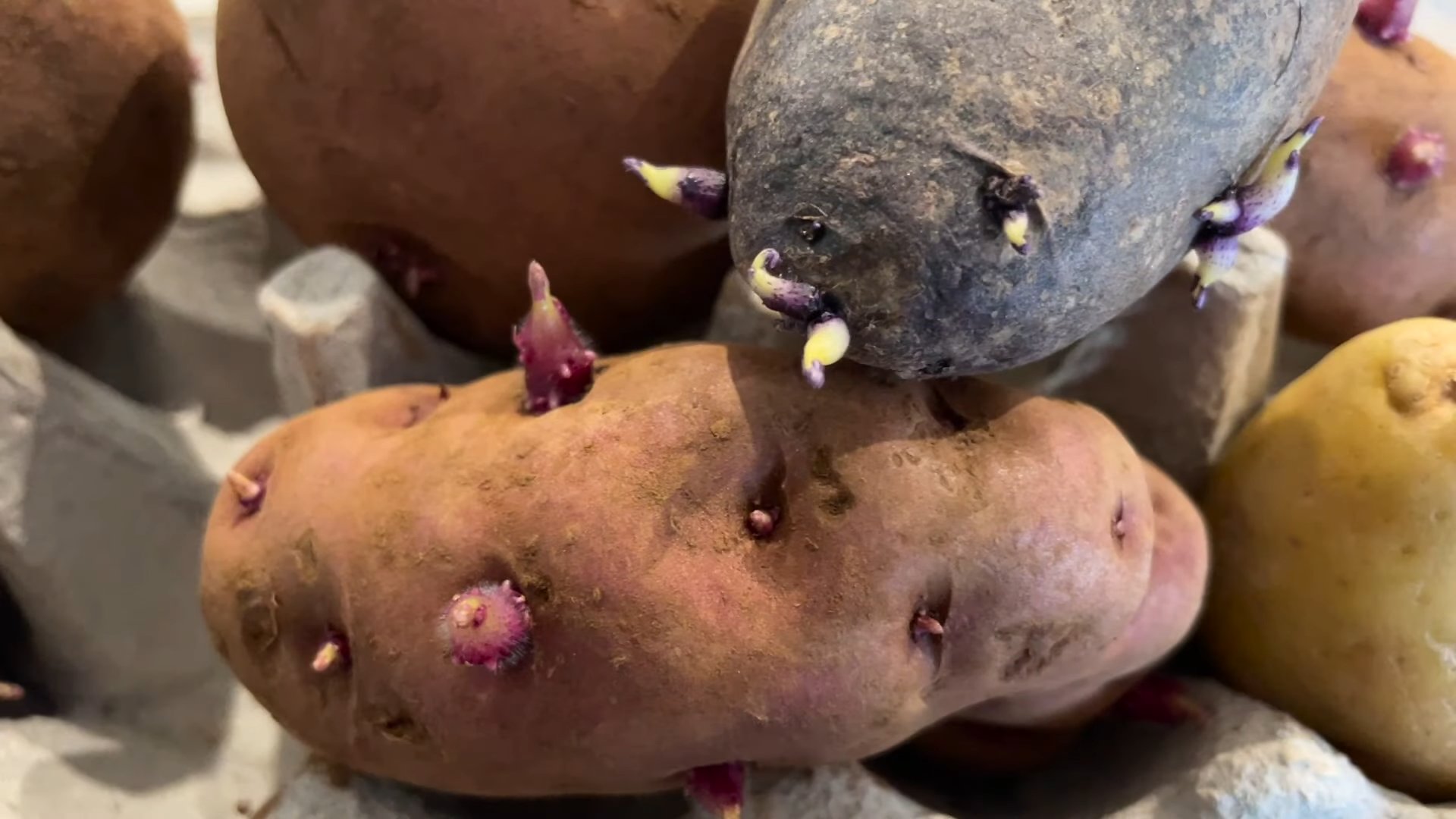 Growing Potatoes at Home