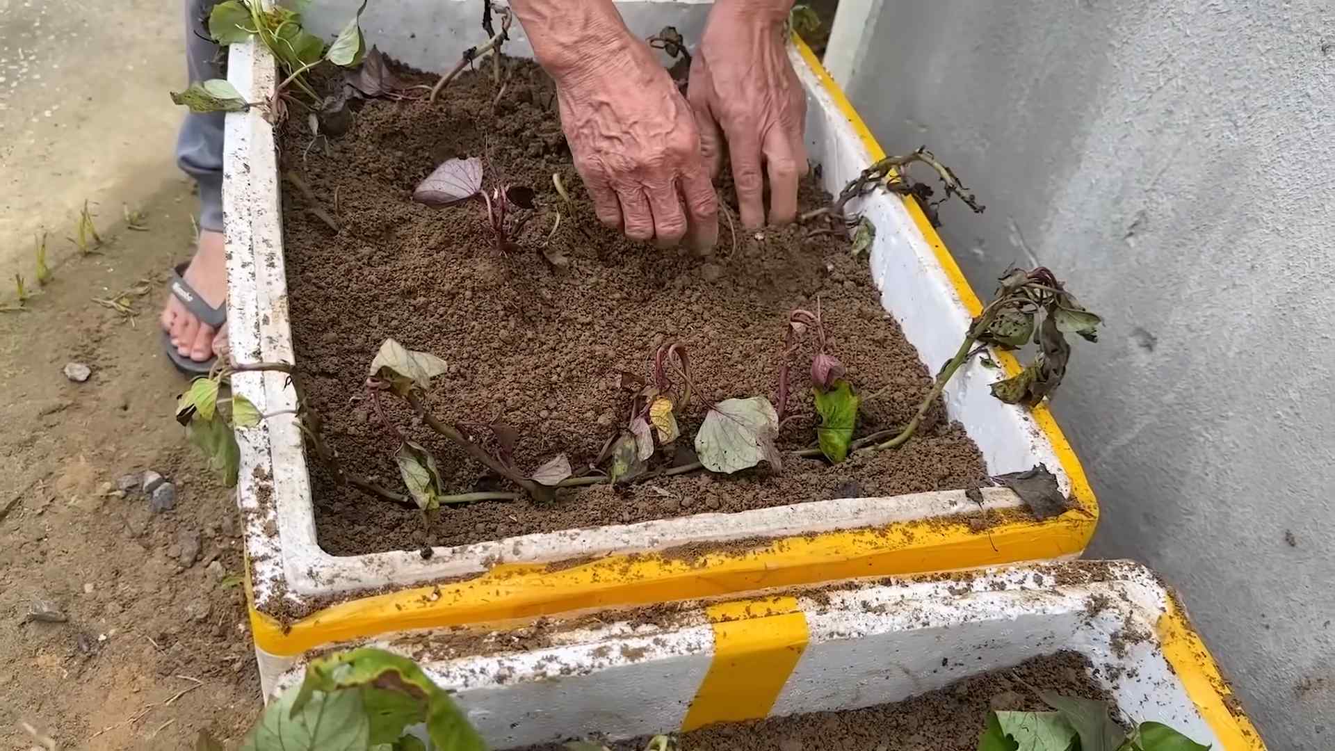 Grow Sweet Potatoes at Home