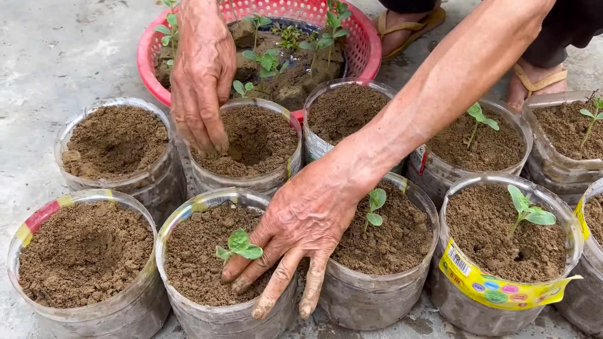 Grow Watermelon Easily