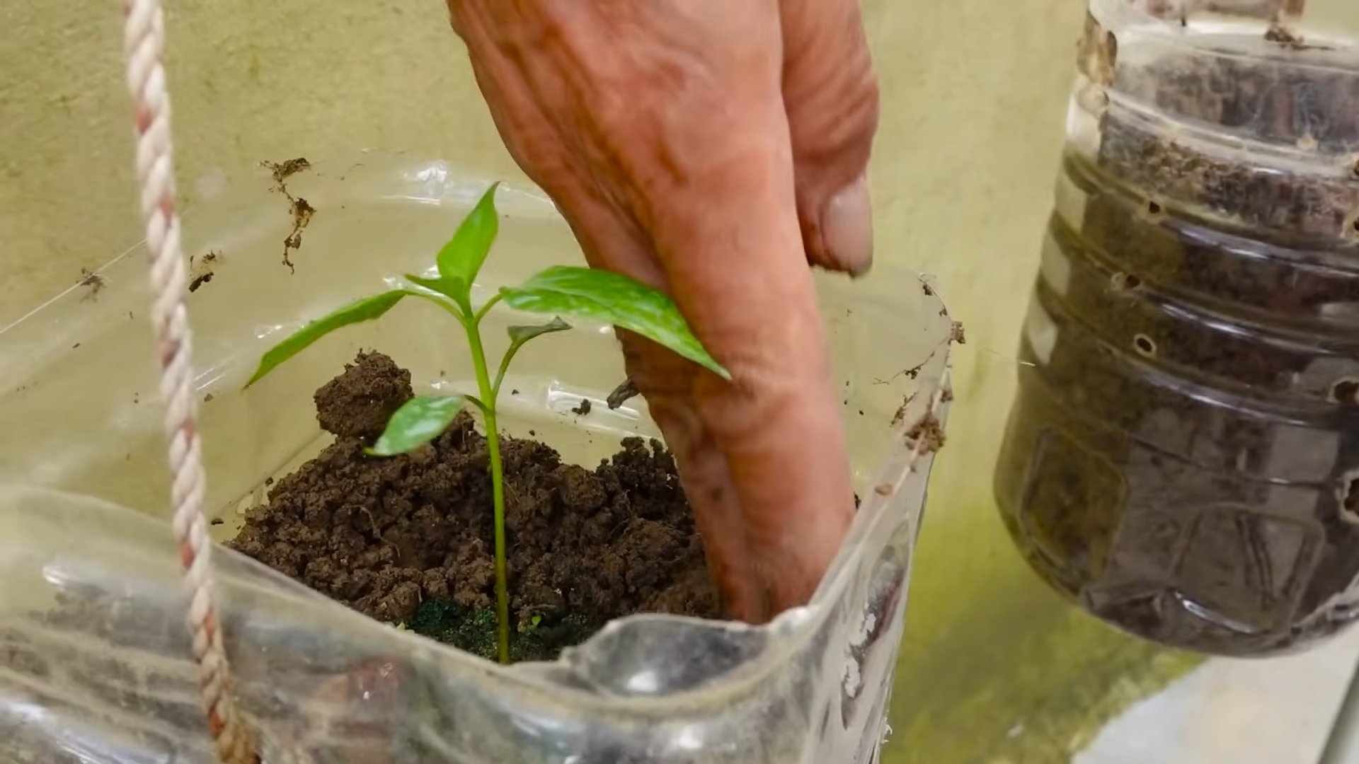 Growing Chili Peppers Tips