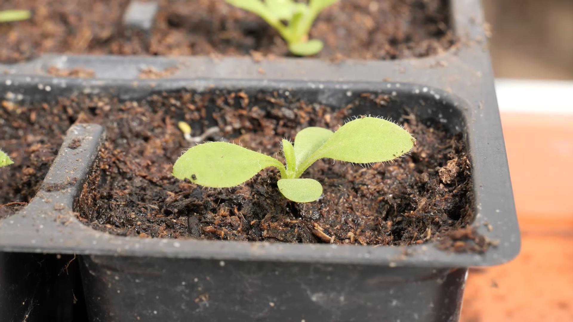 Growing Strawflowers from Seed