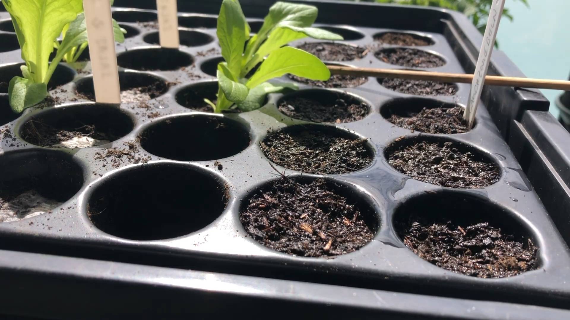 Growing Chard at Home
