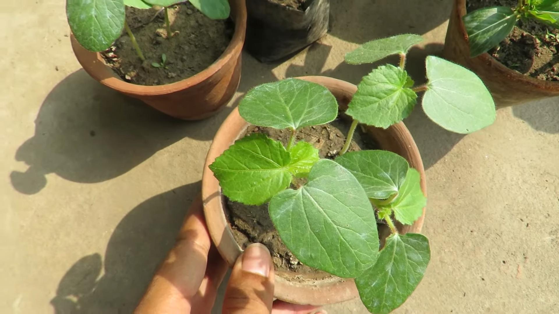 Okra Growing Tips