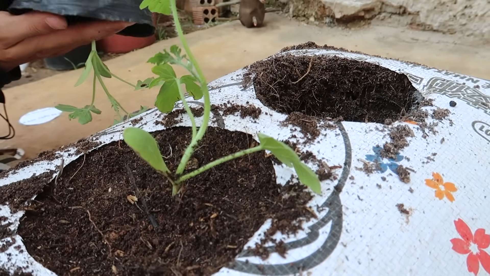 Watermelon growing without garden