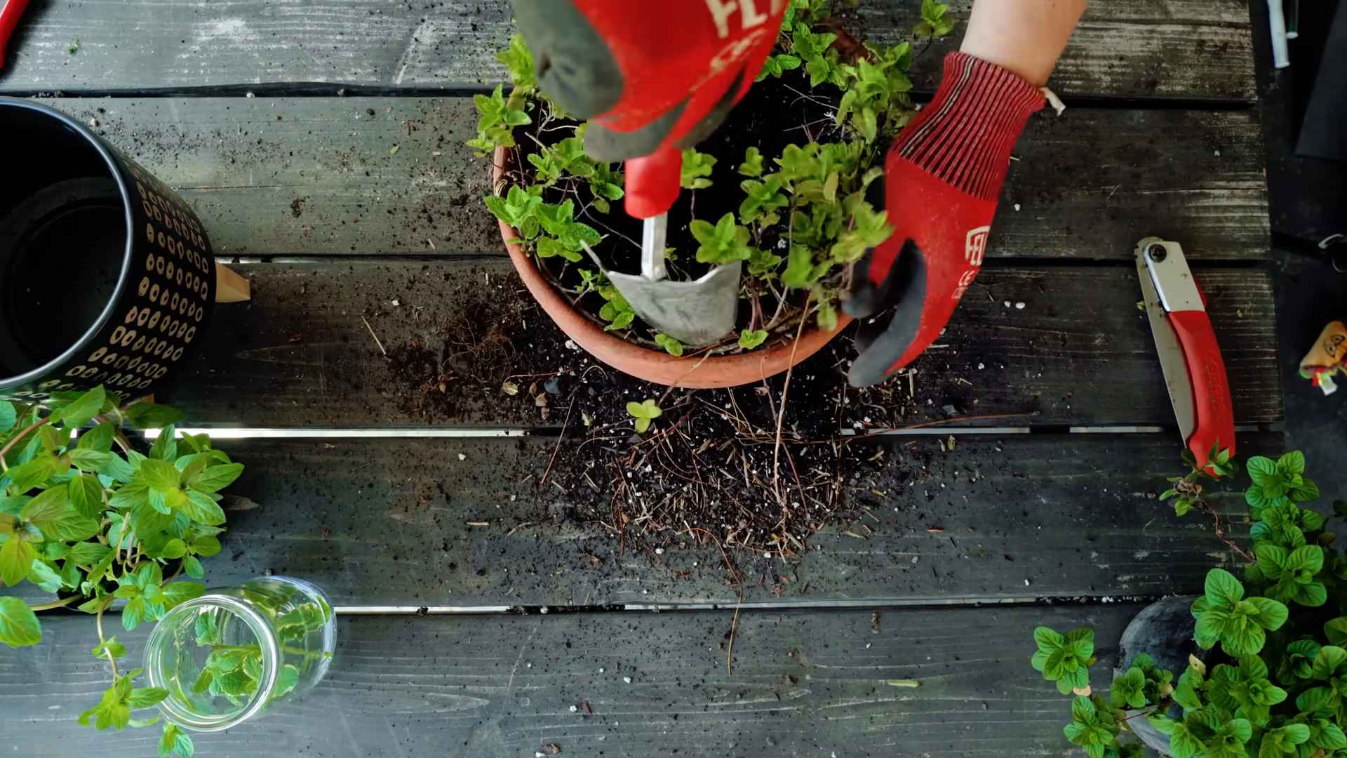 Indoor Mint Gardening