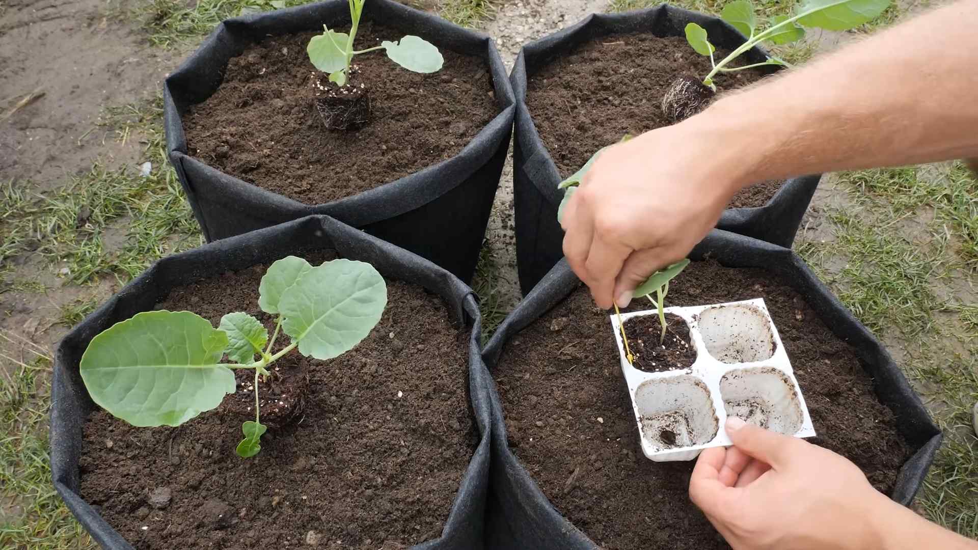 Growing Broccoli in Containers