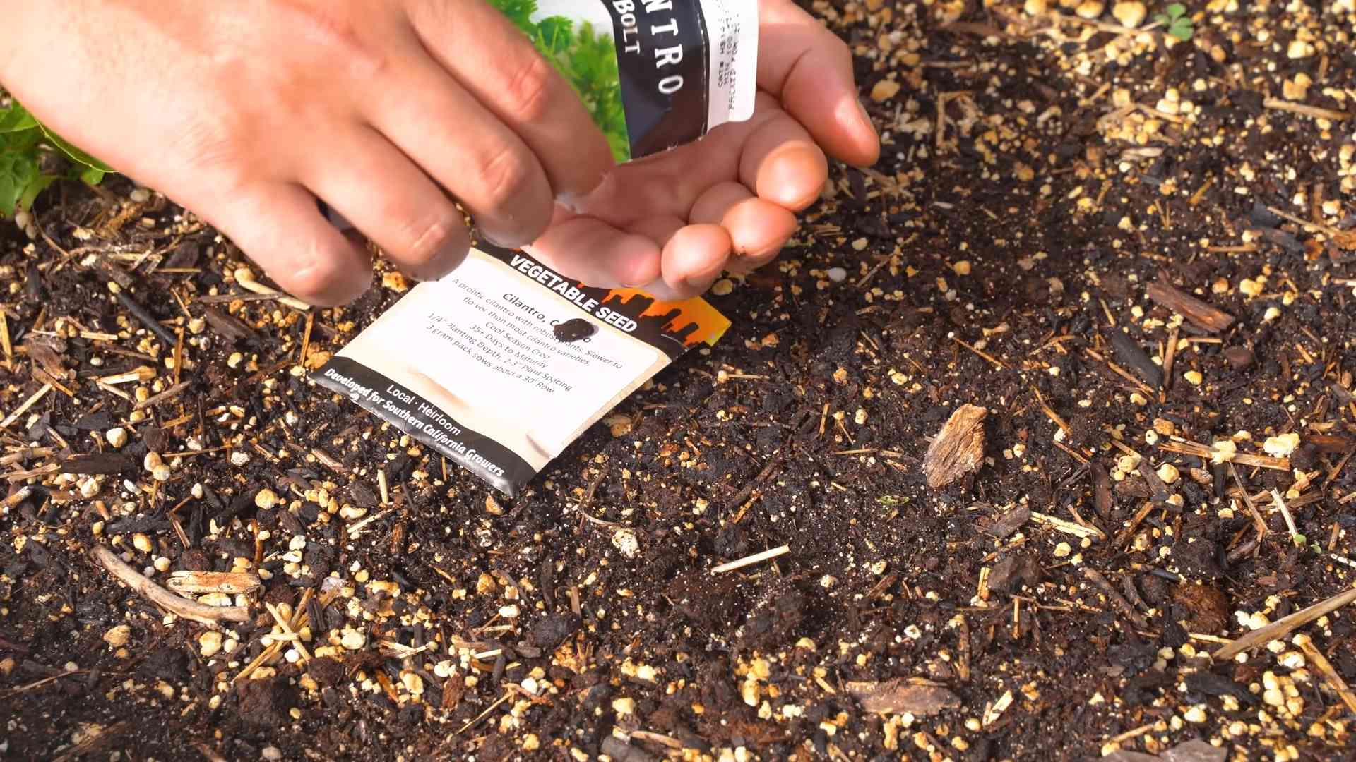 Growing Cilantro Fresh Bolt Free