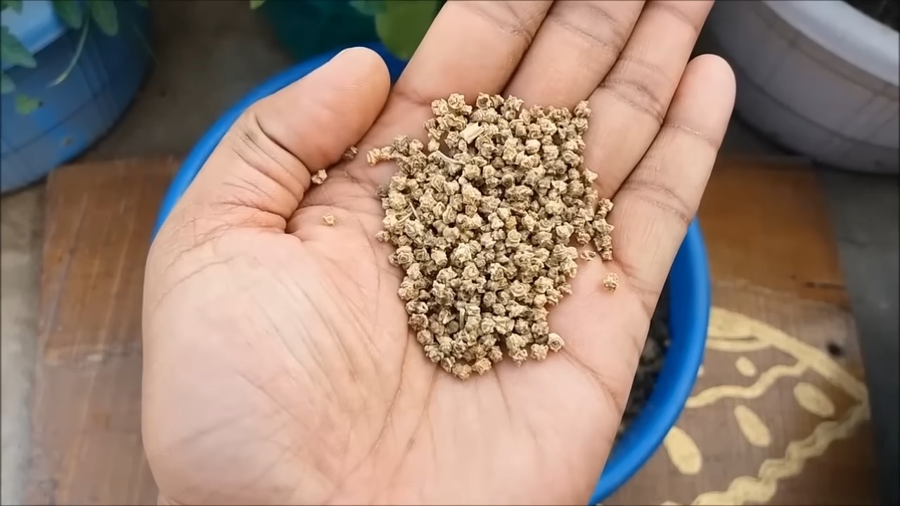 Easy Grow Spinach at Home