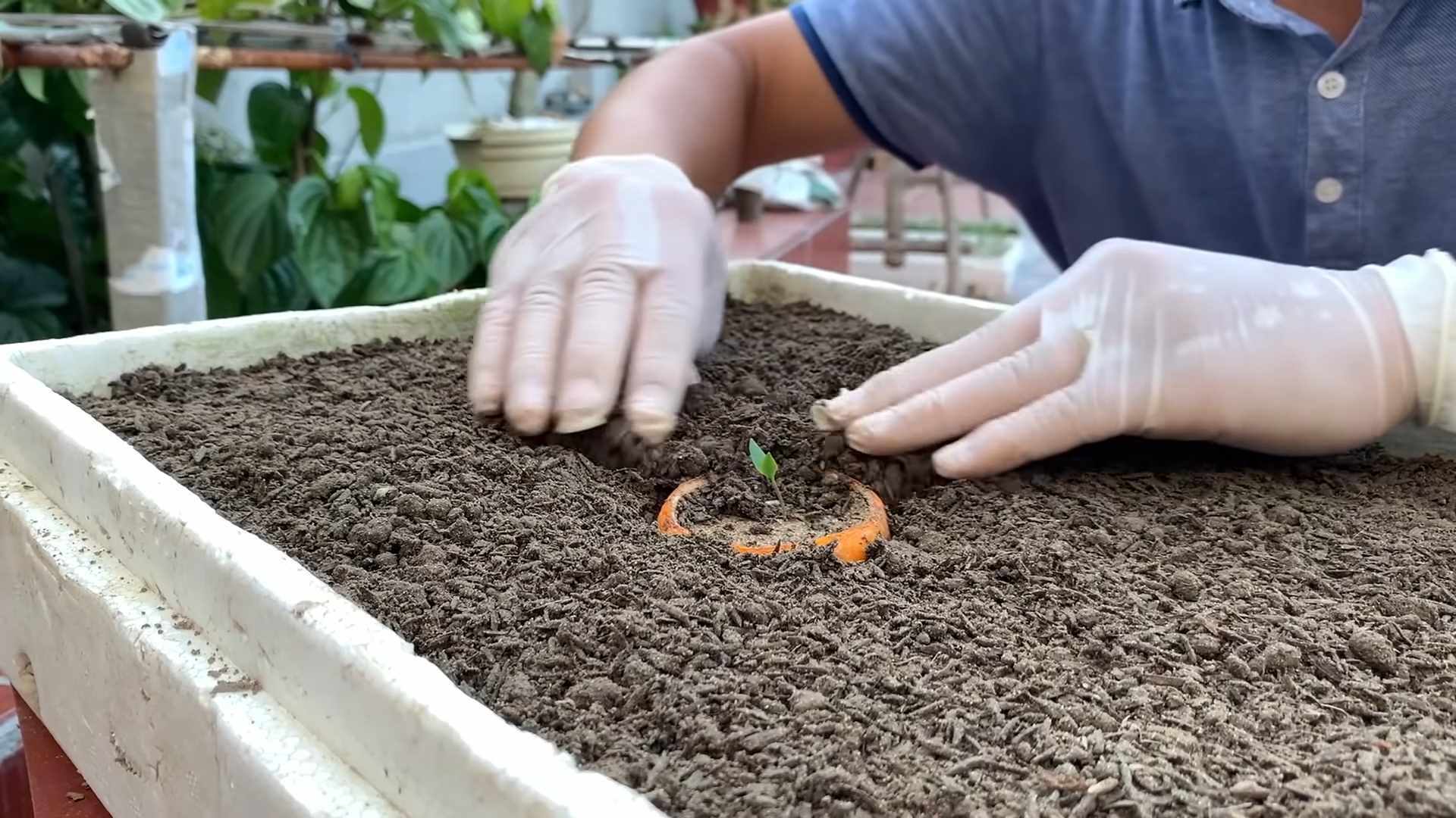 Grow Chili Peppers at Home