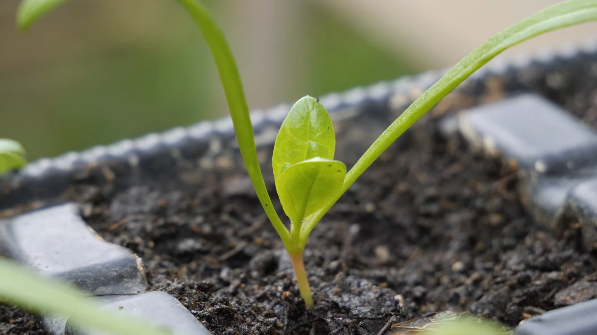 Spinach in Planters