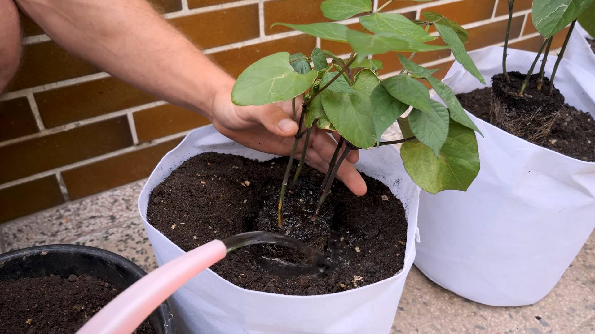 Container Purple Bean Gardening