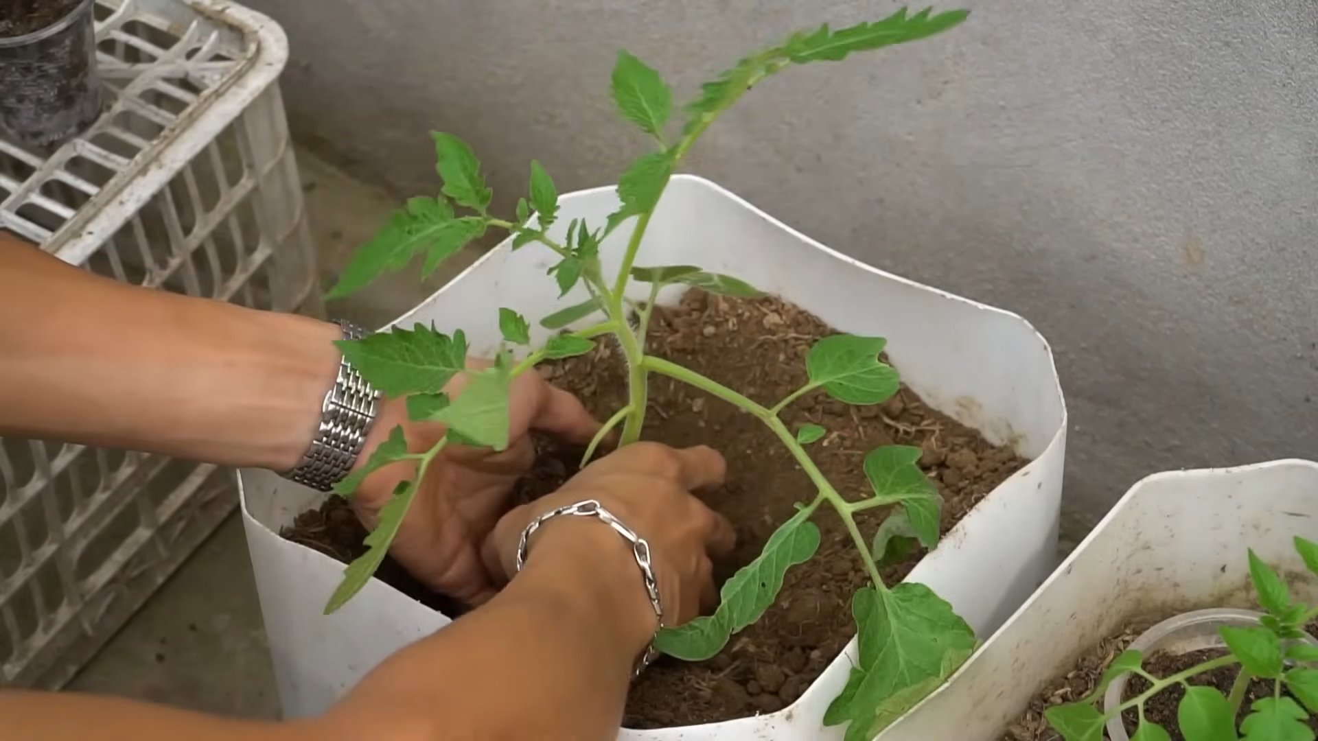 Large Tomato Plant Harvest