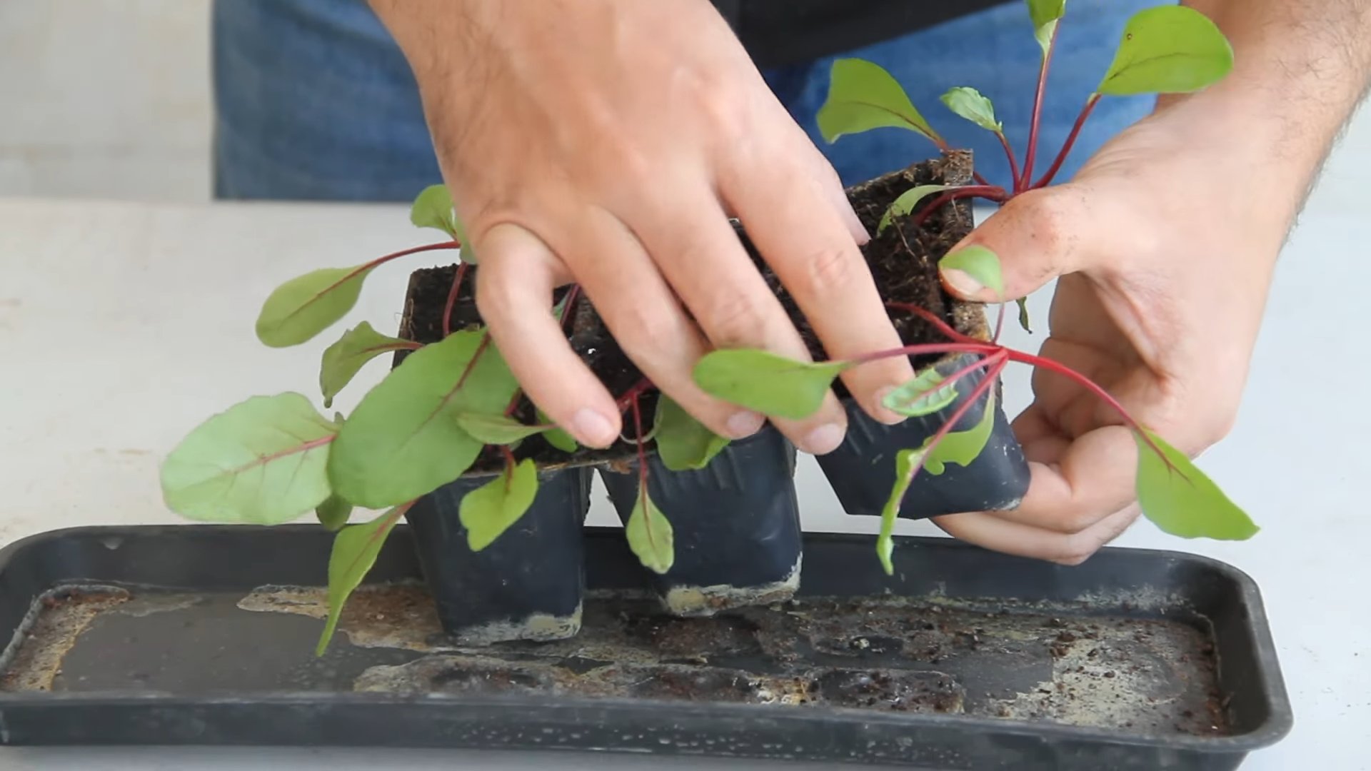 Growing beets in pots