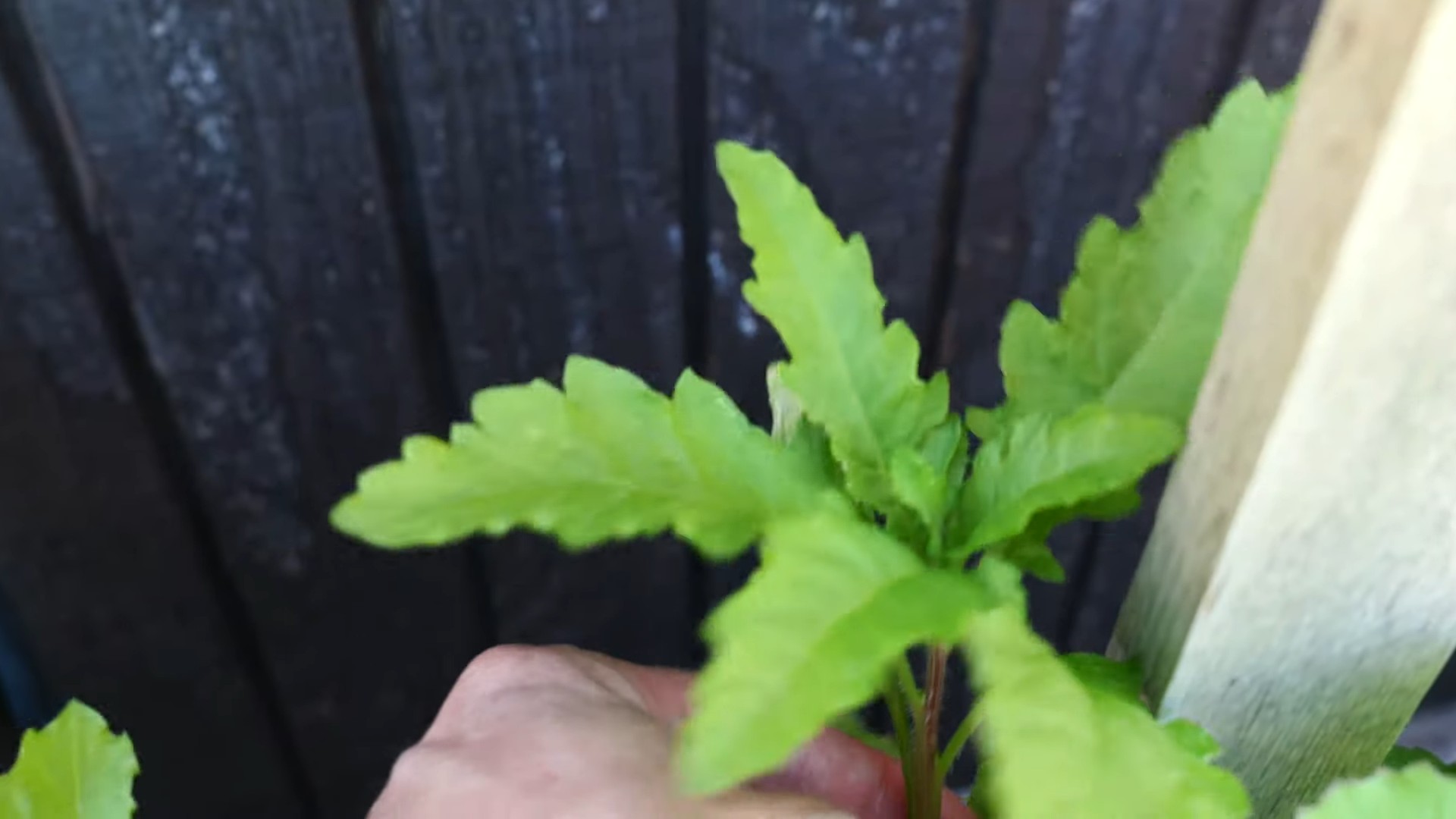 Growing Epazote Indoors