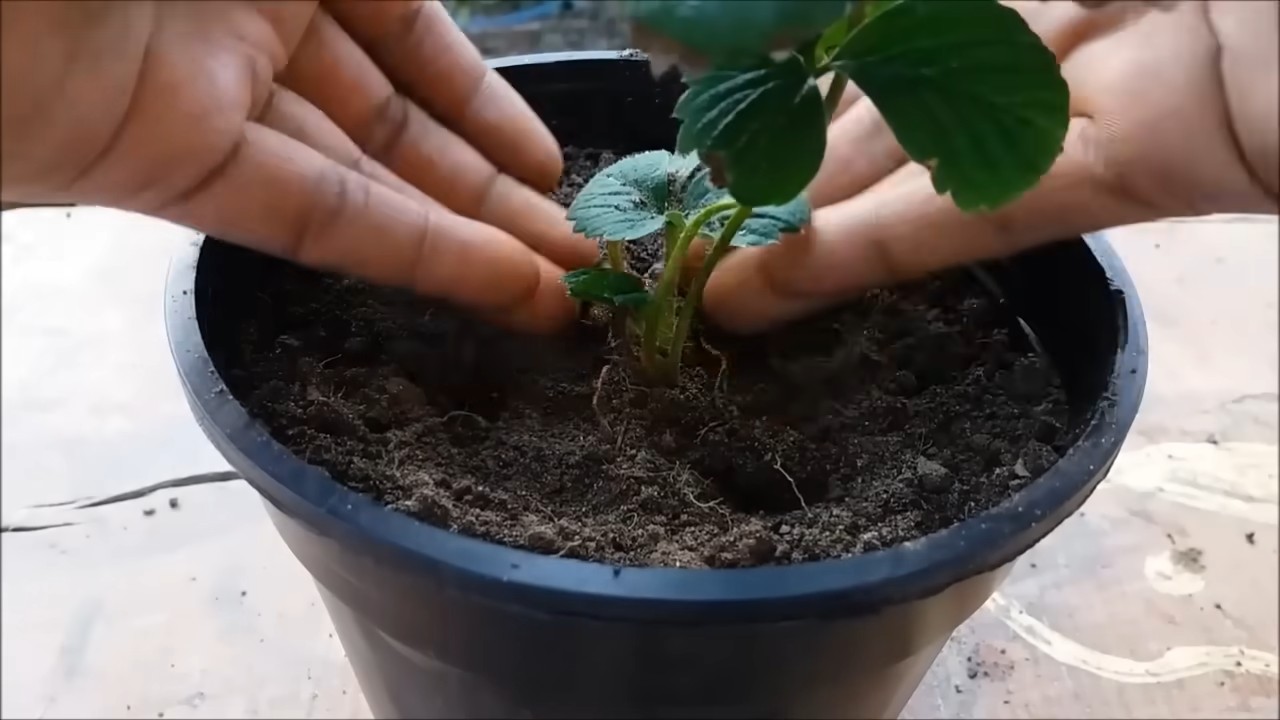 Grow Strawberries Indoors
