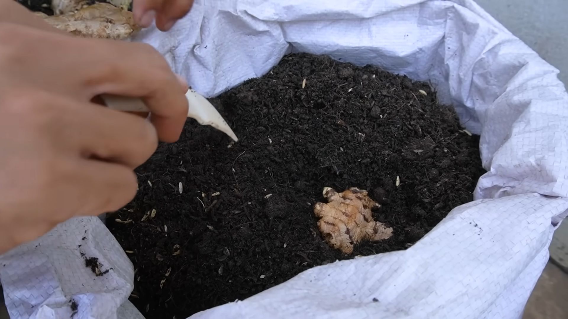 Planting Ginger at Home