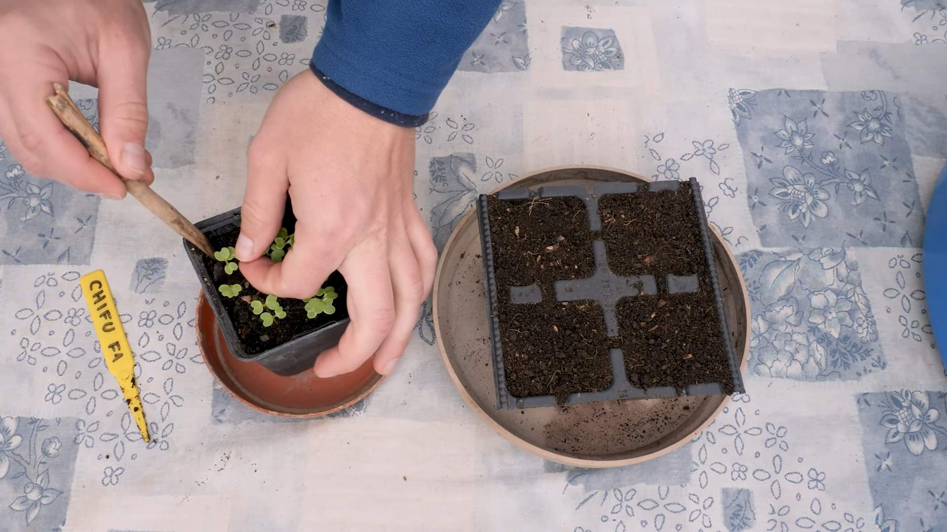 Grow Bok Choy in Bags