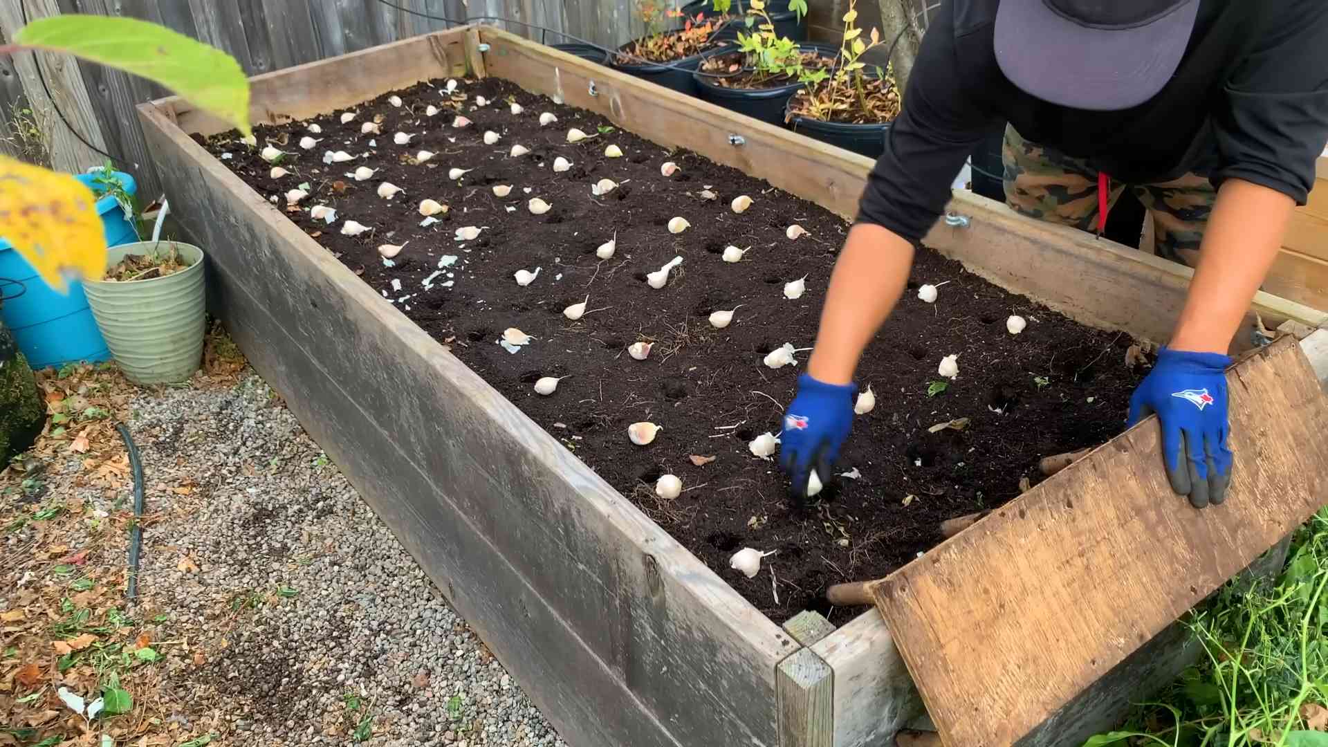 Garlic Money Saving Tip