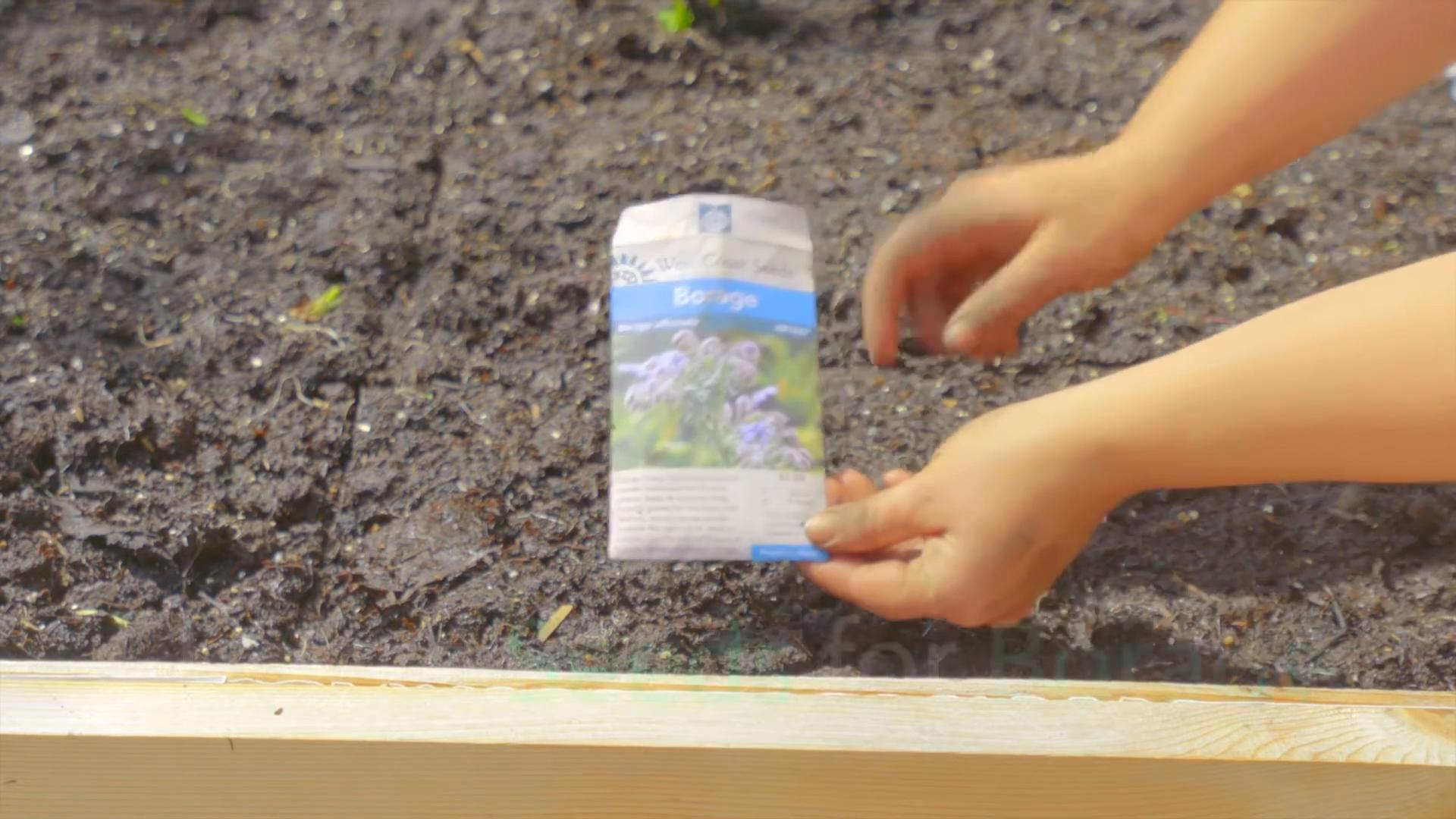 Grow Borage Easily