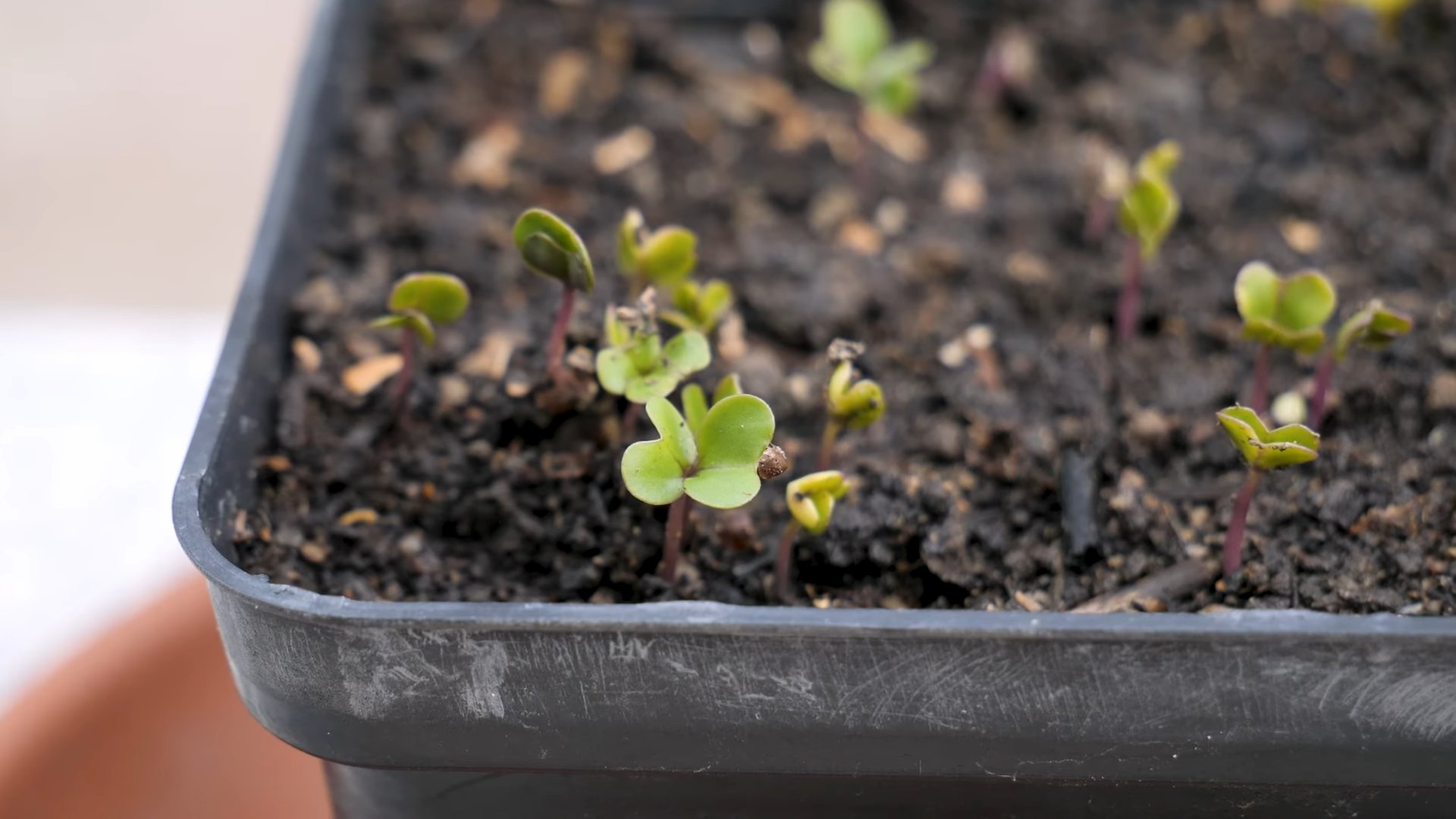 Purple Bush Bean Container Gardening