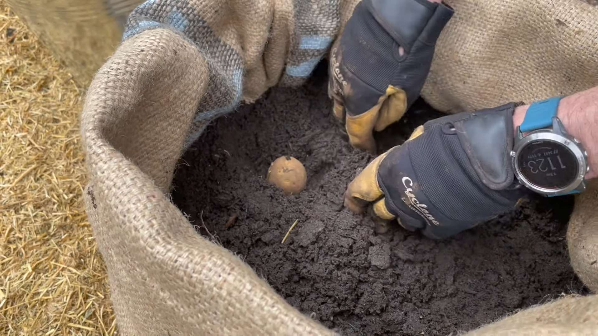 Grow bag potatoes