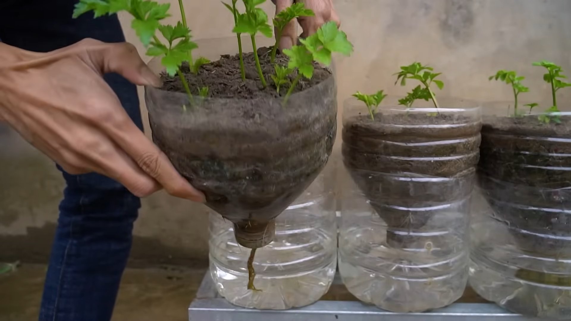 Grow Celery at Home