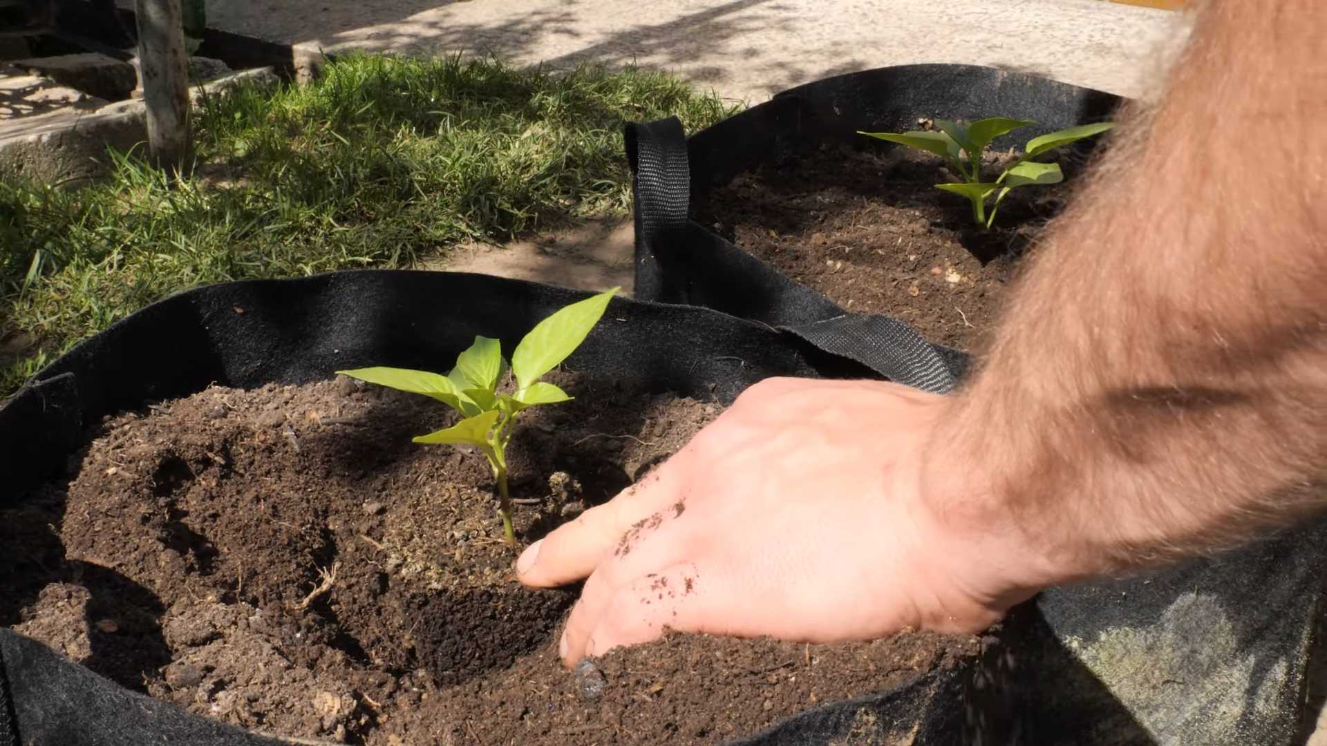 Grow Snack Peppers