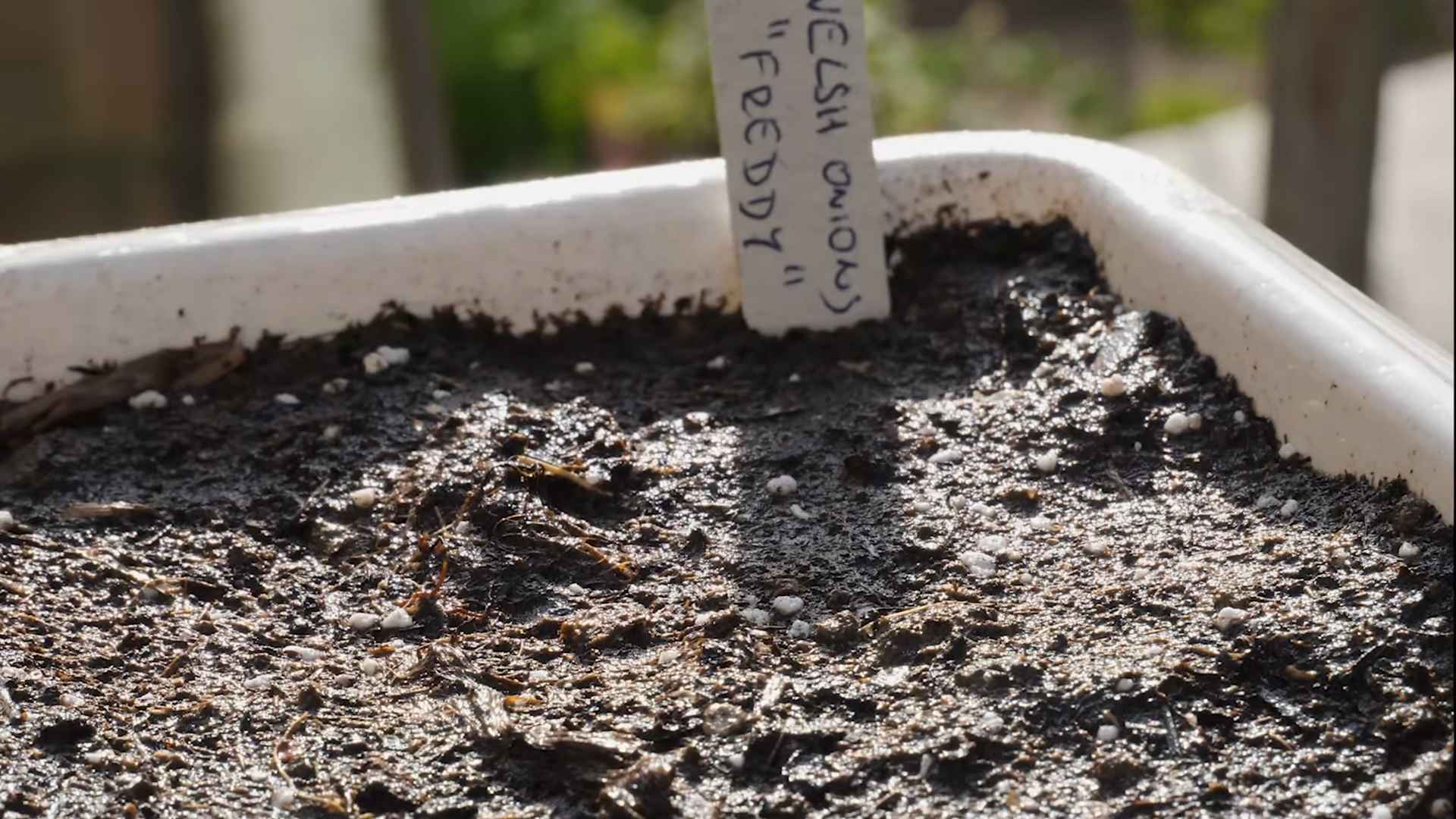 Grow Scallions in Pots