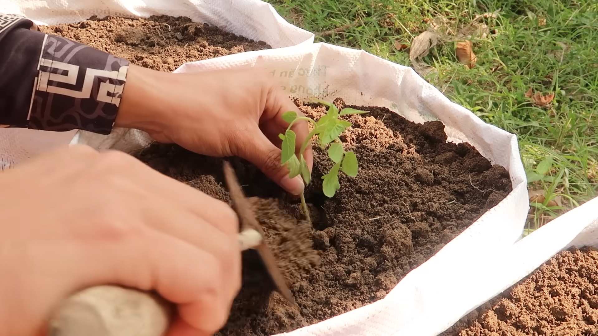 Growing Tomatoes Indoors