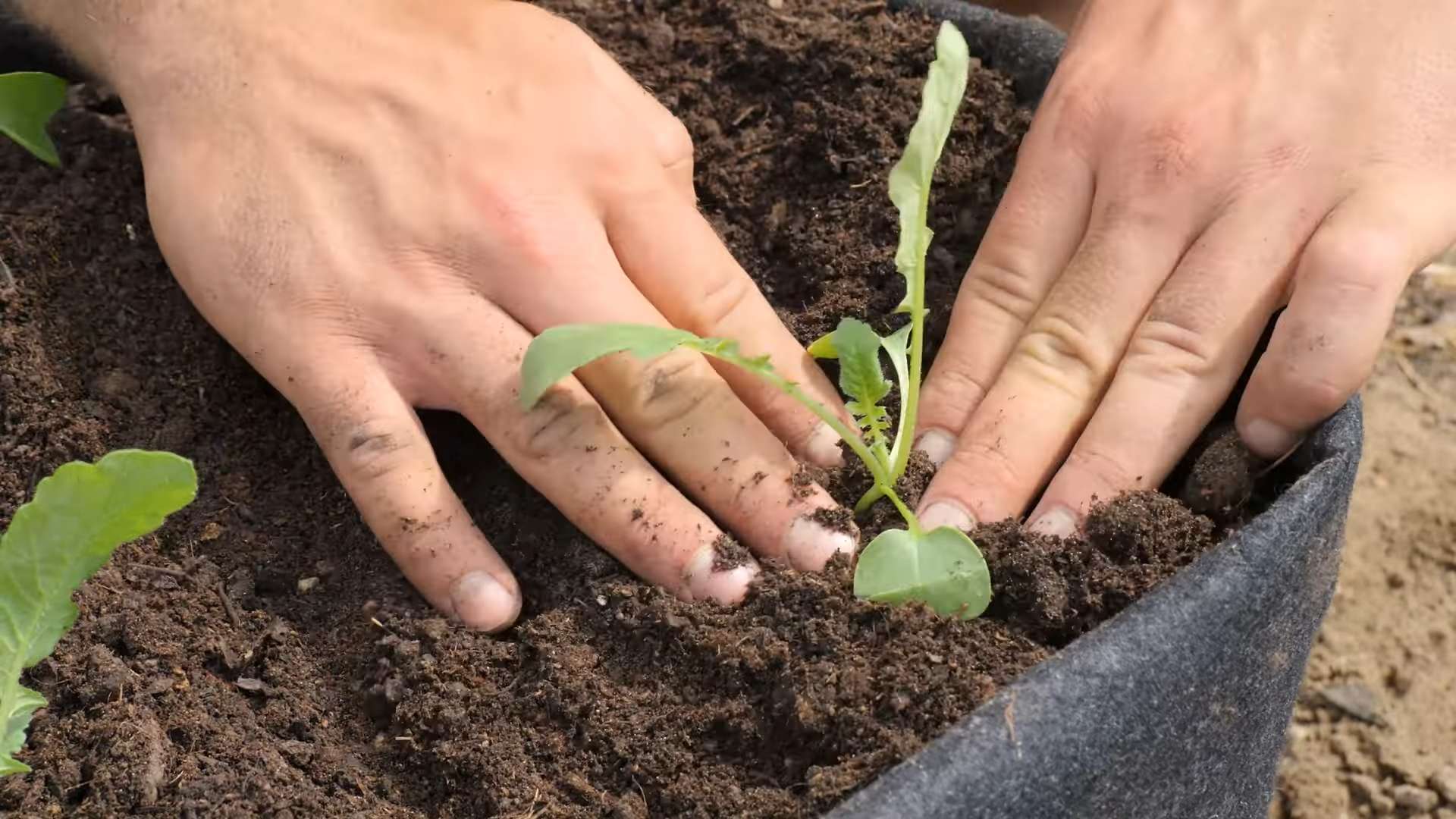 Grow Radishes Kitchen Garden