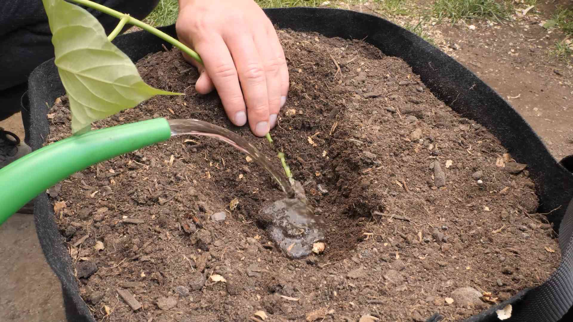 Grow sweet potatoes at home
